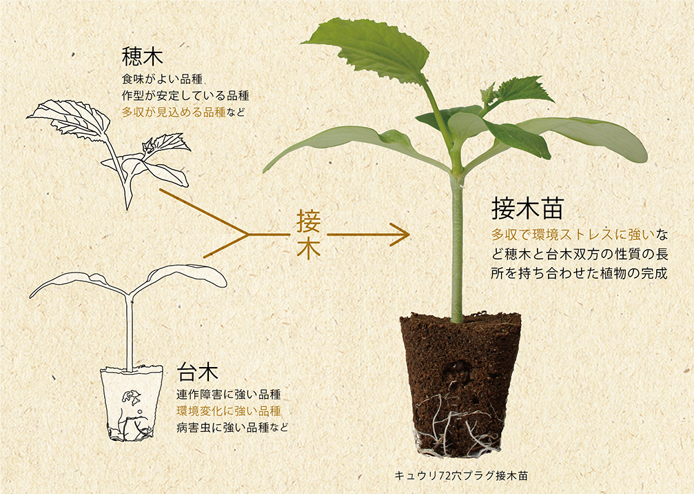 わたしたちの商品について 熊本野菜育苗センター